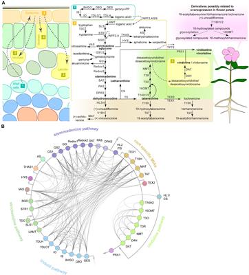 Subfunctionalization of Paralog Transcription Factors Contributes to Regulation of Alkaloid Pathway Branch Choice in Catharanthus roseus